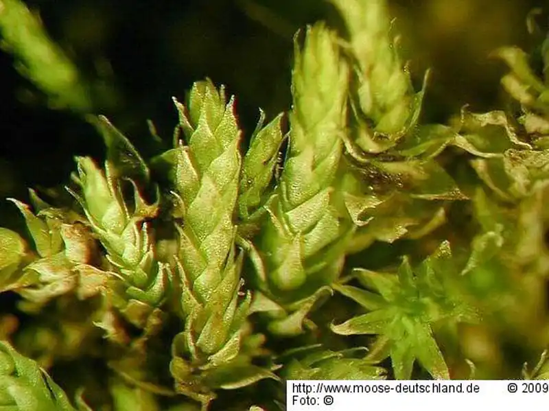Gametophyt | Foto von Michael Lüth