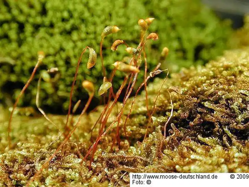 Habitus | Foto von Michael Lüth