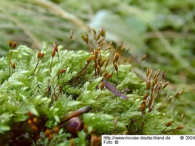 Habitus | Foto von Michael Lüth