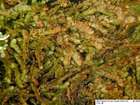 Jamesoniella autumnalis (DC.) Steph.