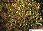 Lescuraea incurvata (Hedw.) E.Lawton