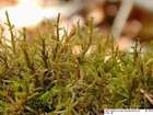 Lescuraea mutabilis (Brid.) Lindb. ex I.Hagen