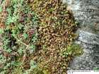 Mnium thomsonii Schimp.