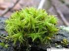 Orthotrichum affine Brid.