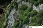 Paraleucobryum longifolium (Hedw.) Loeske