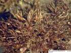 Phascum floerkeanum F.Weber & D.Mohr