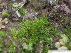 Aphanorrhegma patens (Hedw.) Lindb.
