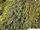 Plagiochila porelloides (Torr. ex Nees) Lindenb.