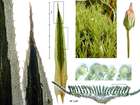 Polytrichum longisetum Sw. ex Brid.