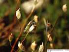 Polytrichum strictum Menzies ex Brid.