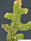 Porella pinnata L.