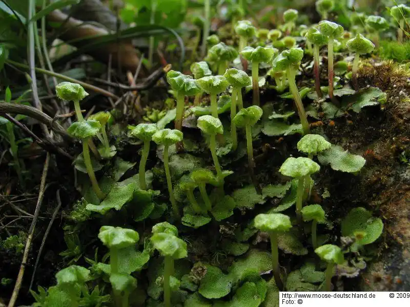 Habitus | Foto von Dr. Oliver Dürhammer