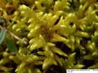 Rhytidium rugosum (Hedw.) Kindb.