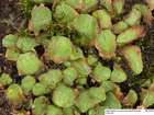 Riccia gougetiana Durieu & Mont.