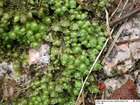 Scapania nemorea (L.) Grolle