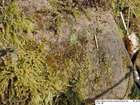 Sematophyllum demissum (Wilson) Mitt.