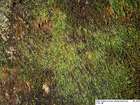 Sematophyllum micans (Mitt.) Braithw.