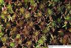 Sphagnum rubellum Wilson