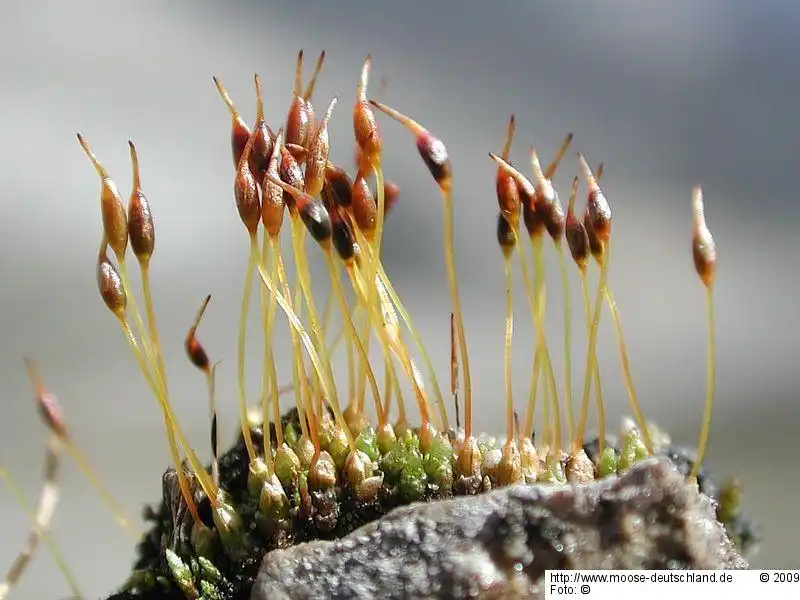 Sporophyt | Foto von Michael Lüth