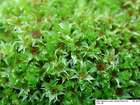 Tayloria serrata (Hedw.) Bruch & Schimp.