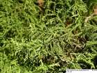 Thuidium delicatulum (Hedw.) Schimp.
