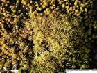 Tortella flavovirens (Bruch) Broth. var. flavovirens